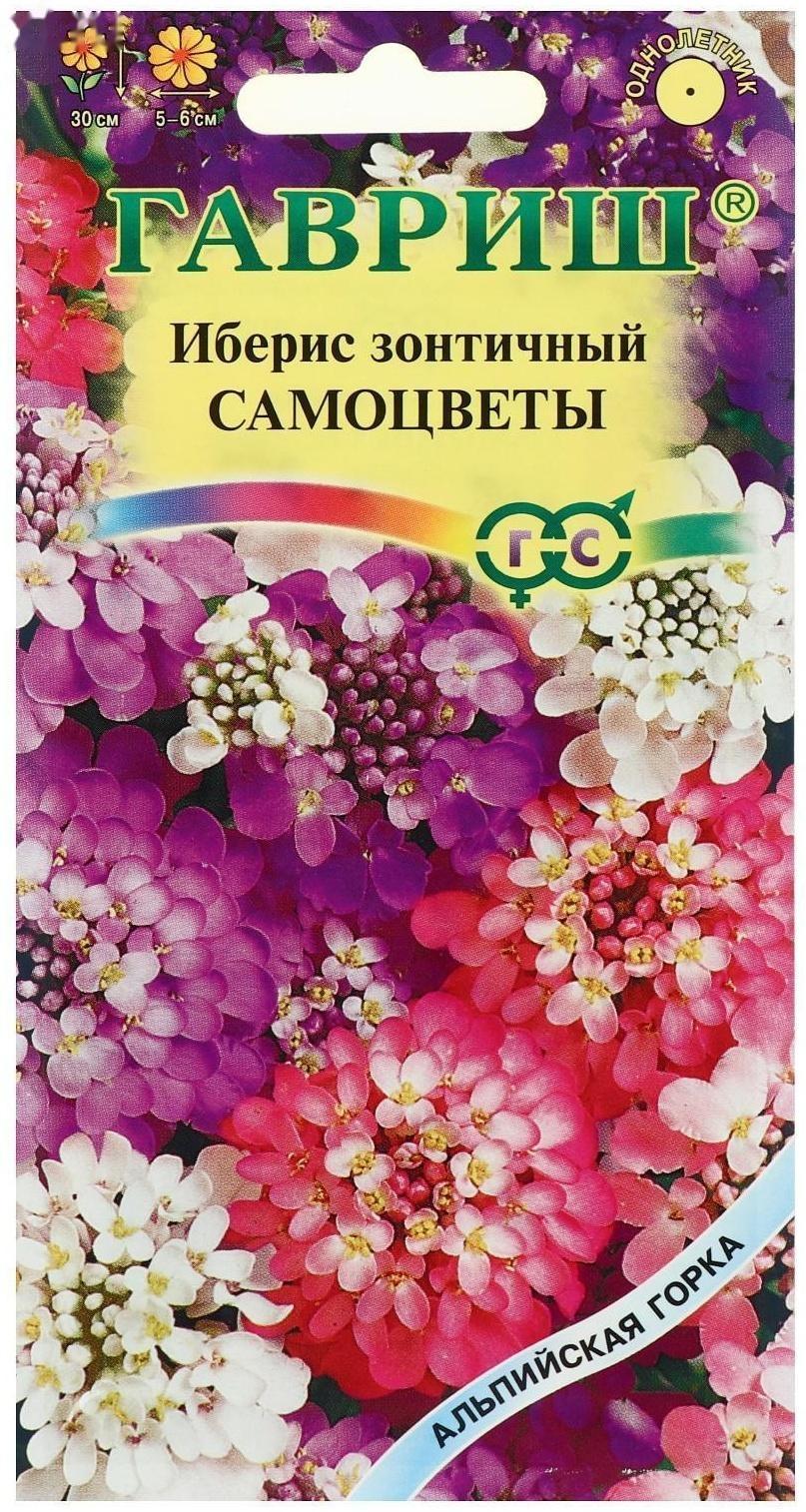 Семена цветов Иберис 