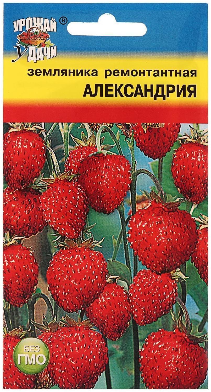 Семена Земляника 