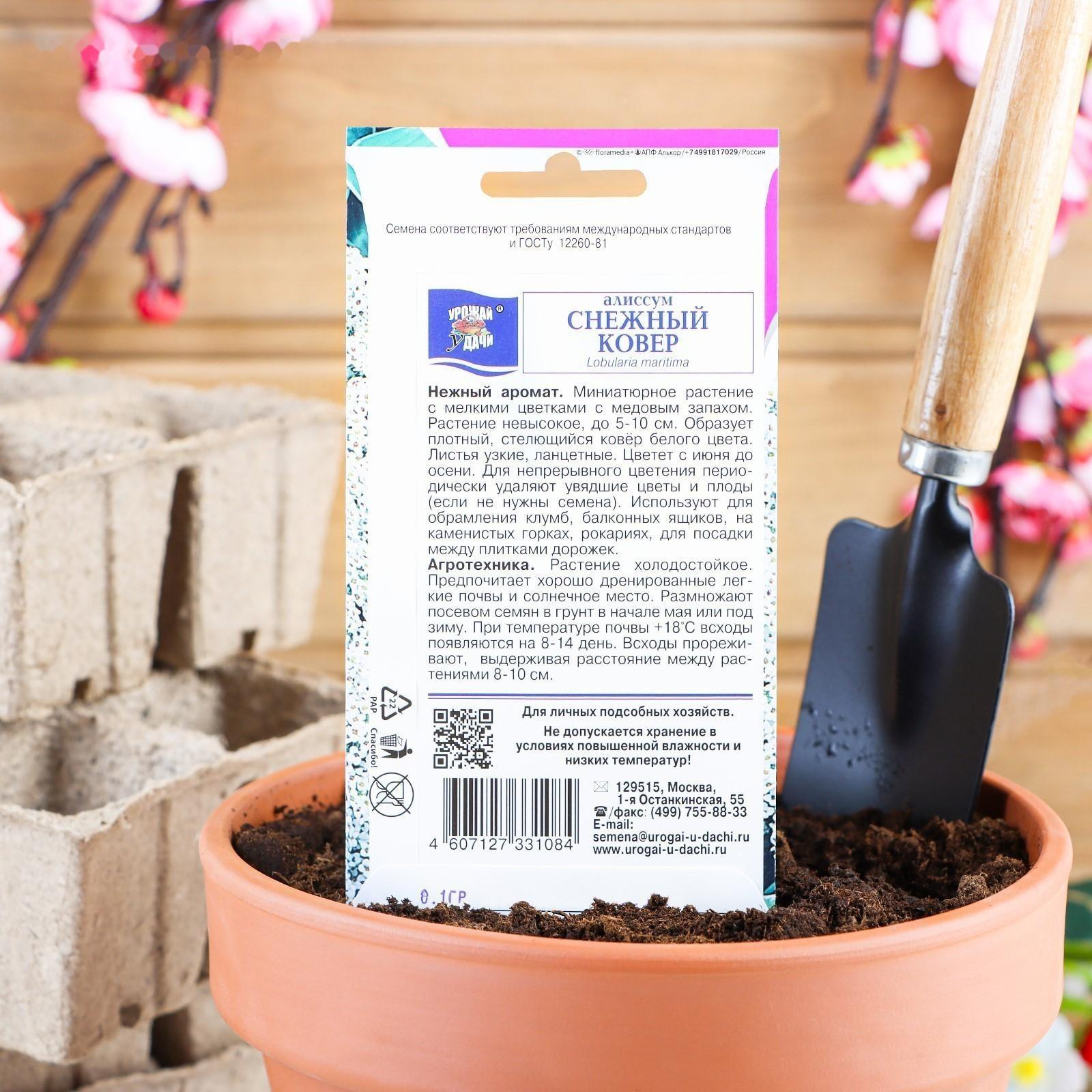 Семена цветов Цв Алиссум 