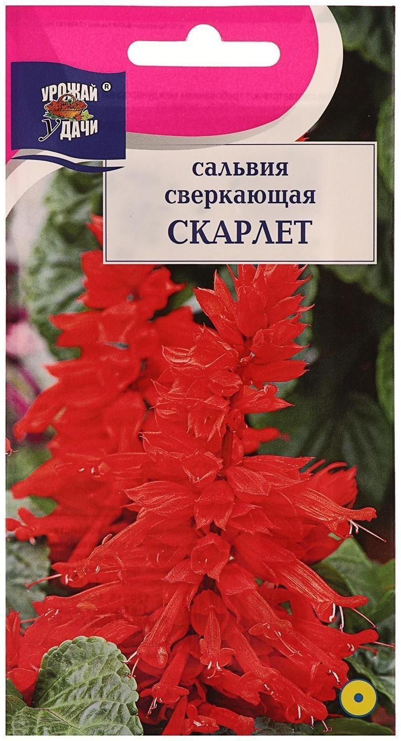 Семена цветов Цв Сальвия сверк. 