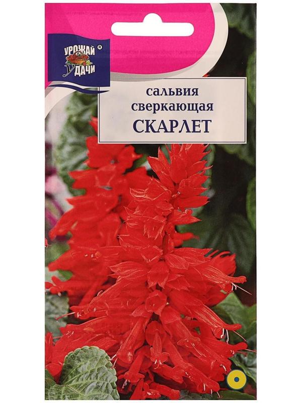Семена цветов Цв Сальвия сверк. 