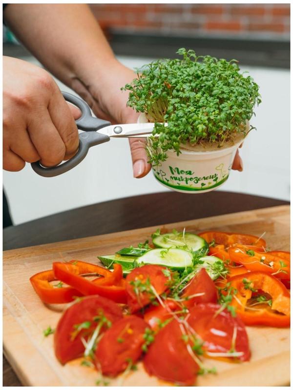 Набор для выращивания «Моя микрозелень», брюква