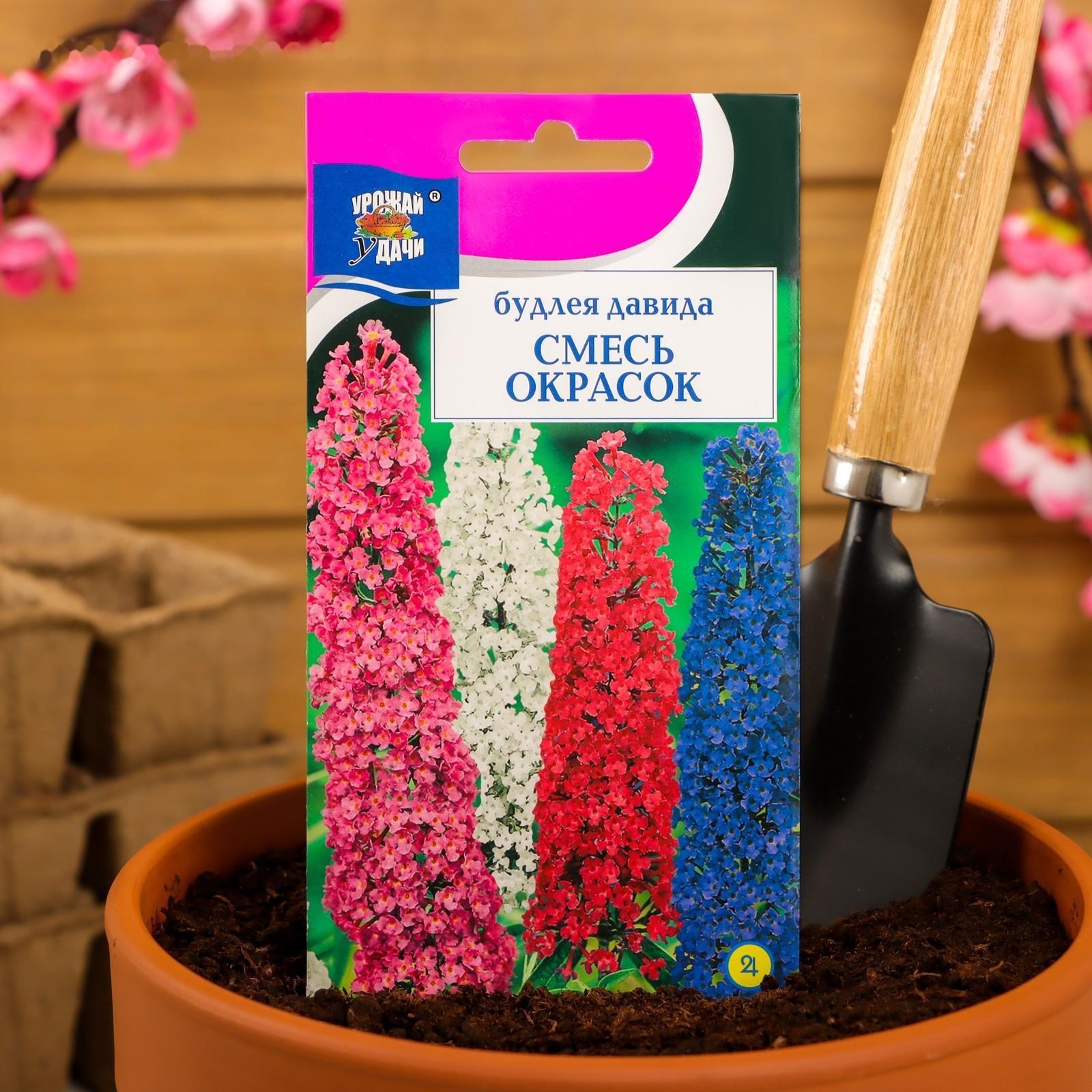 Семена цветов Будлея 