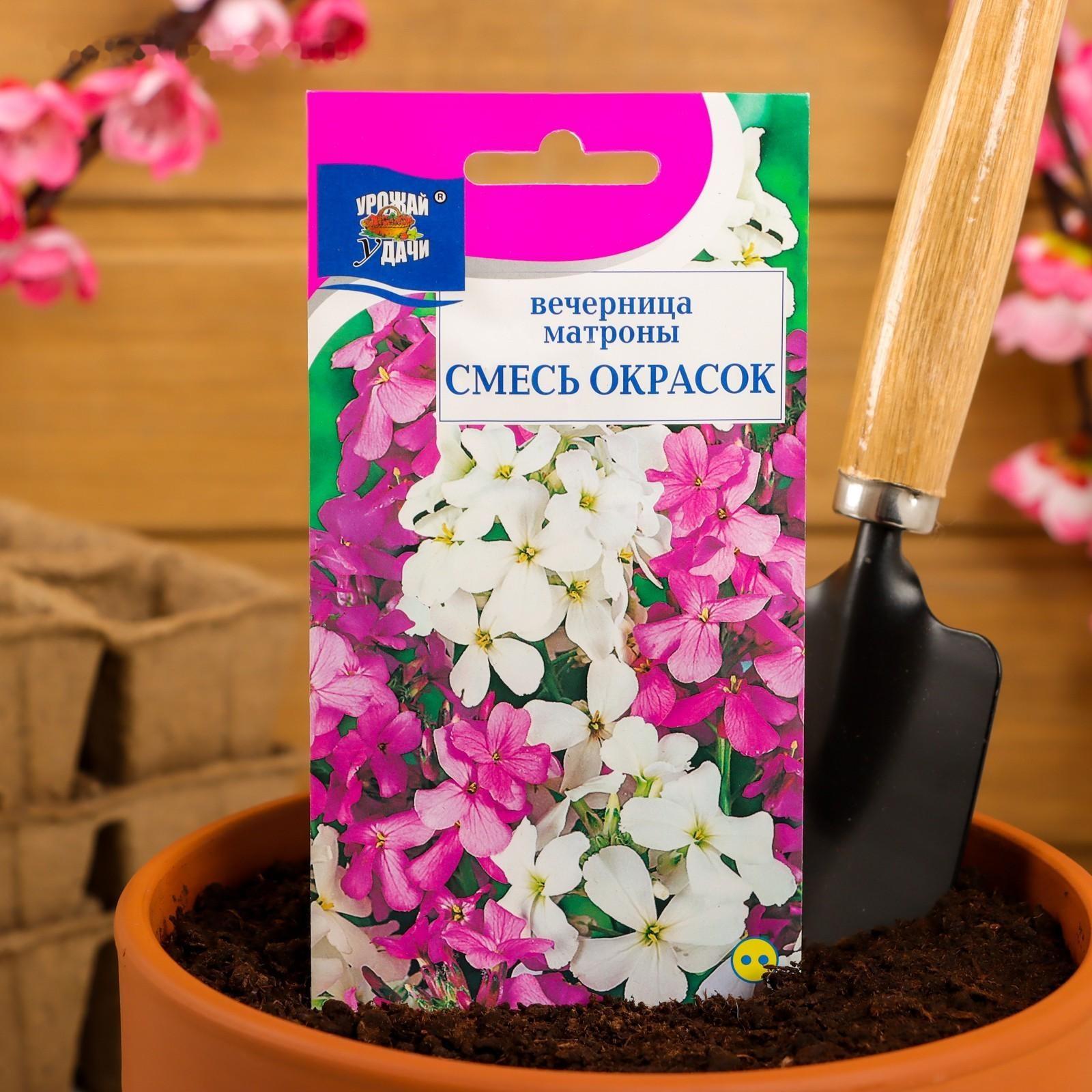 Семена цветов Вечерница 