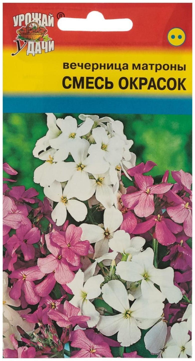 Семена цветов Вечерница 