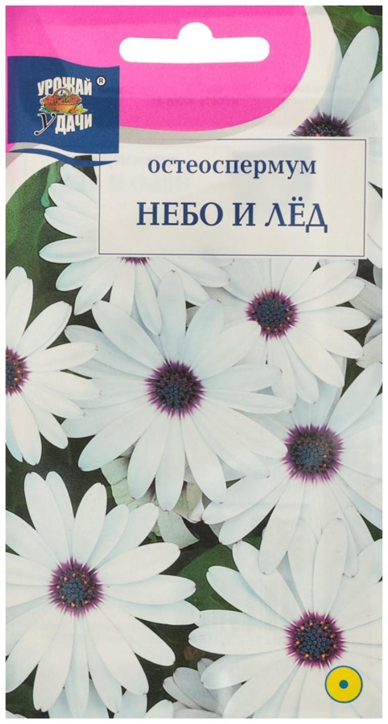 Семена цветов Остеоспермум 