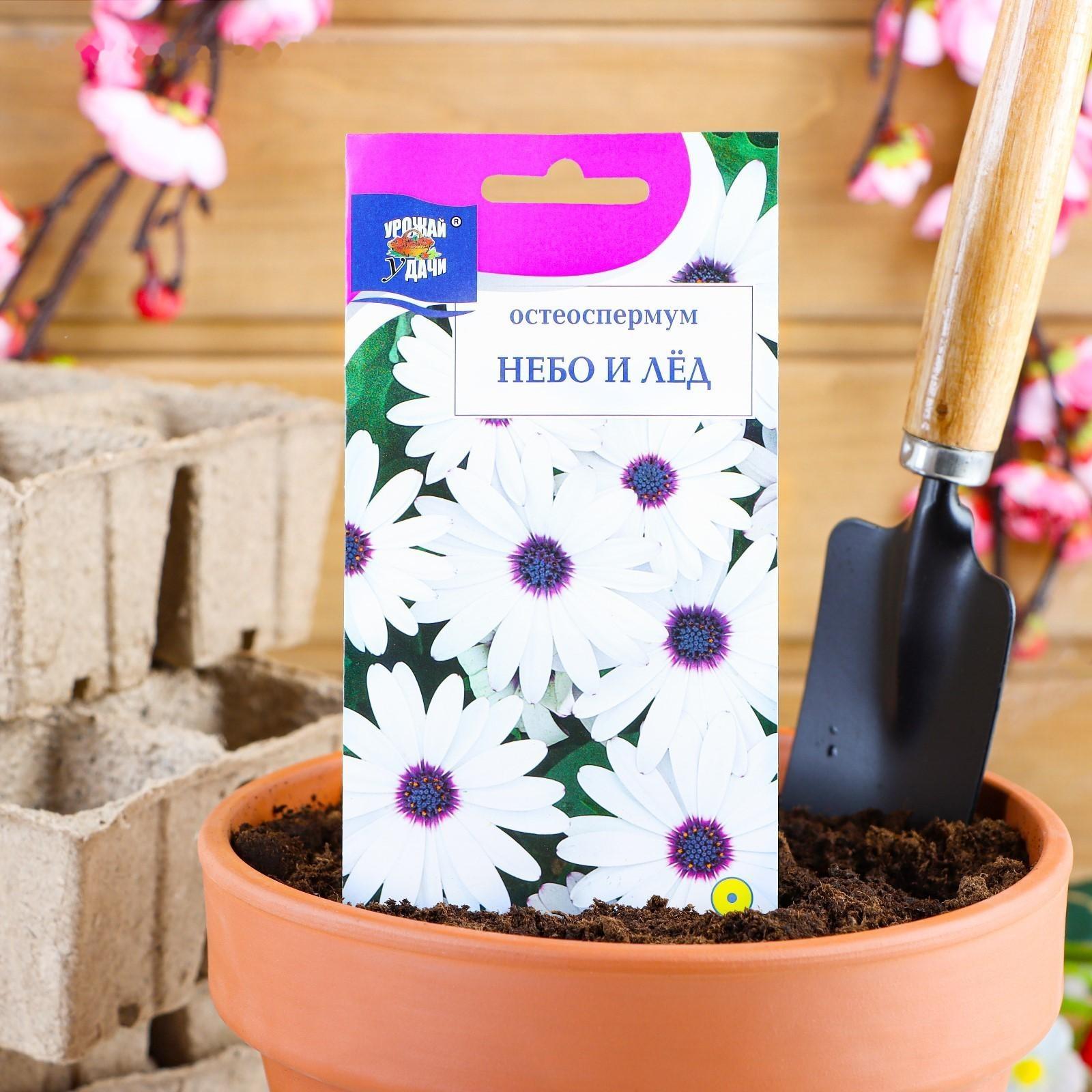 Семена цветов Остеоспермум 