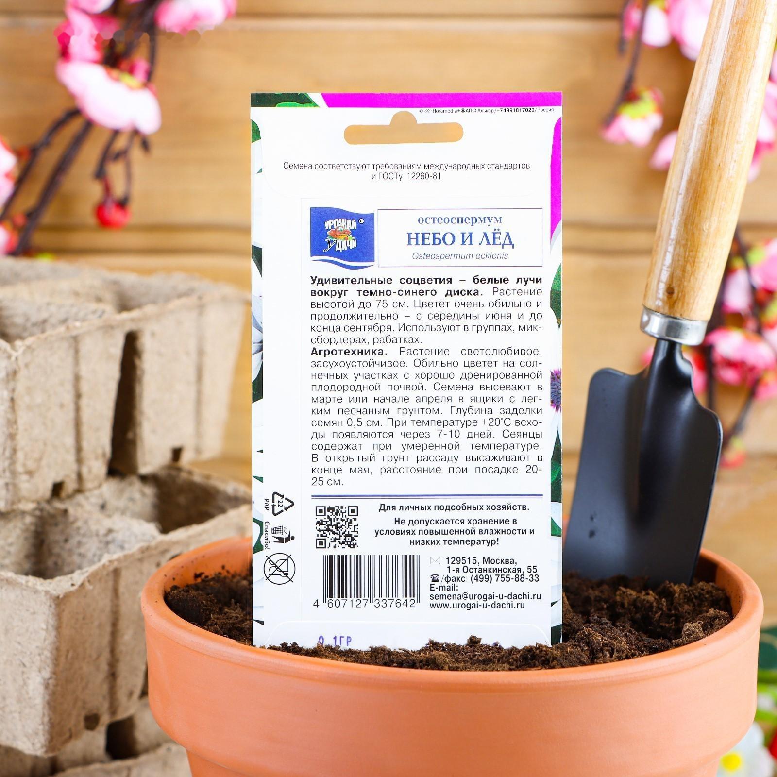 Семена цветов Остеоспермум 