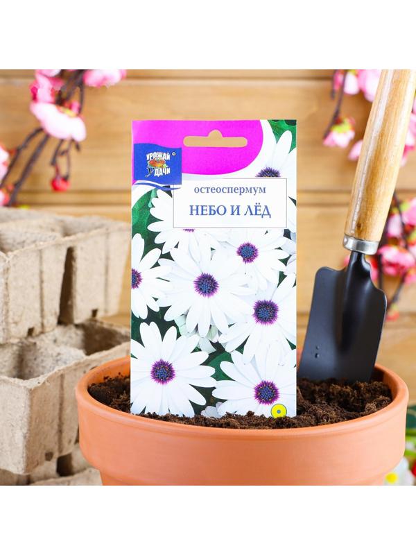 Семена цветов Остеоспермум 