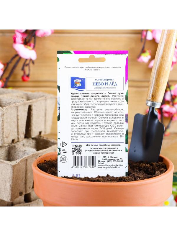 Семена цветов Остеоспермум 