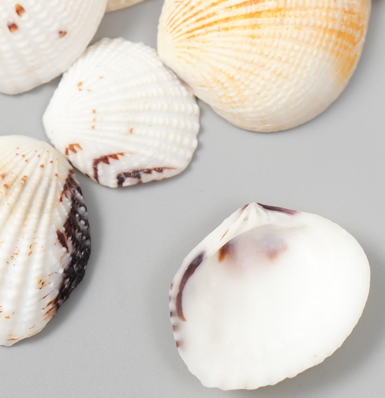 Декоративные ракушки 