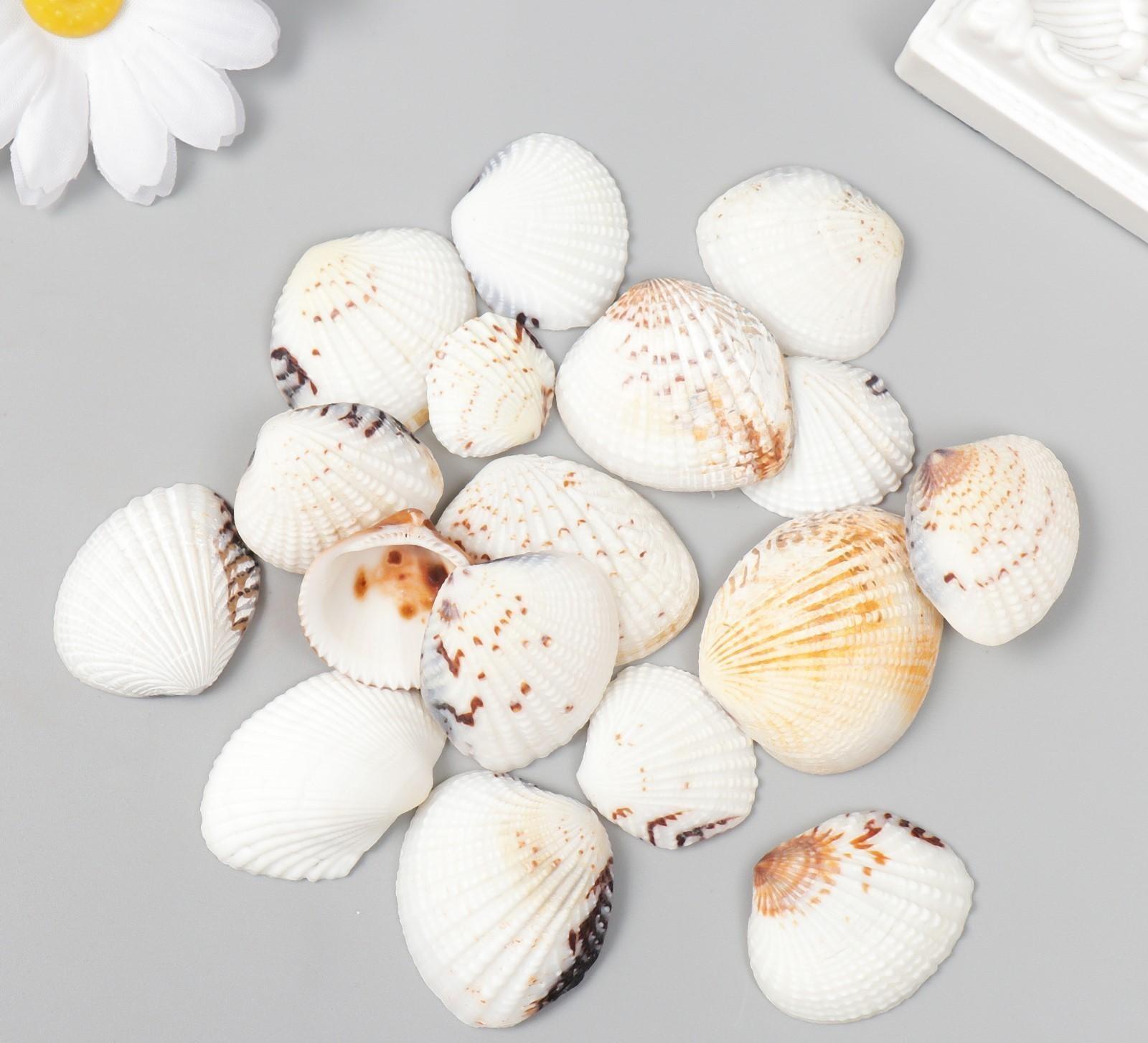 Декоративные ракушки 