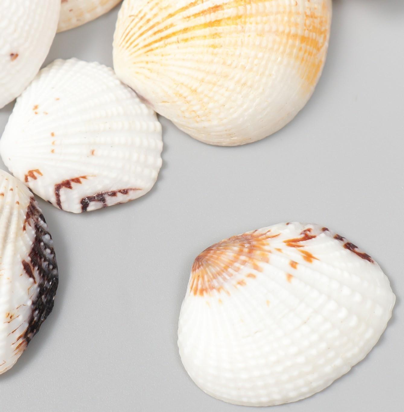 Декоративные ракушки 