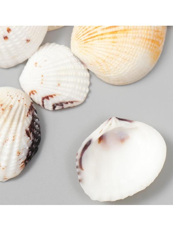 Декоративные ракушки 