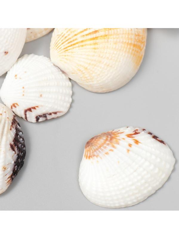 Декоративные ракушки 
