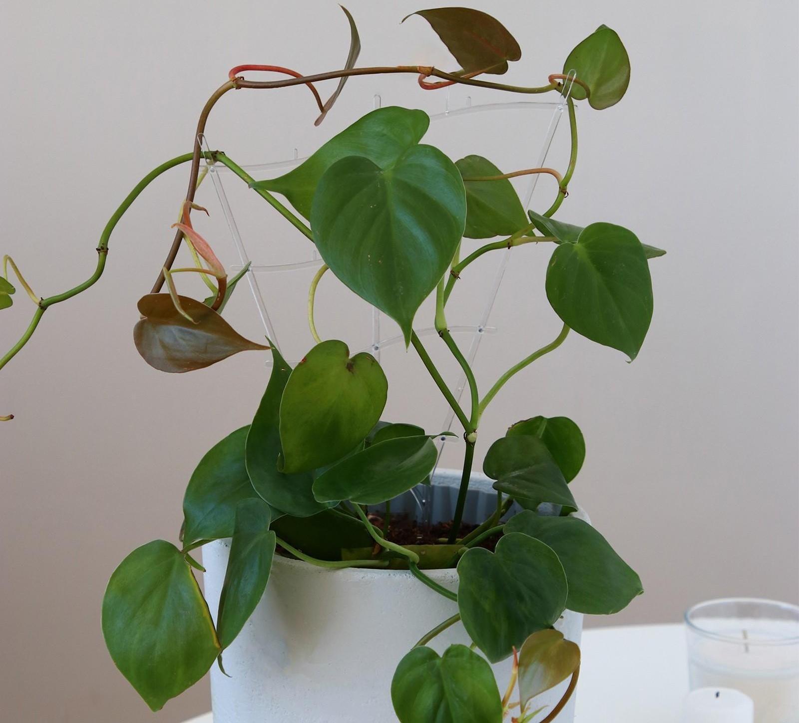 Шпалера, 30 × 19 × 0.5 см, пластик, цвет МИКС, «Гармония», Greengo