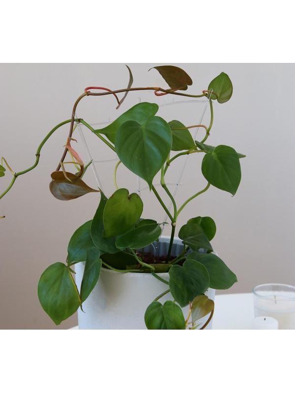 Шпалера, 30 × 19 × 0.5 см, пластик, цвет МИКС, «Гармония», Greengo