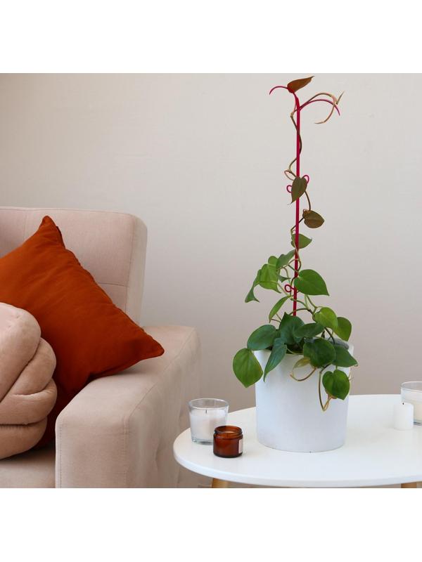 Поддержка для орхидей, 60 × 14 × 1 см, пластик, цвет МИКС, «Пальма»