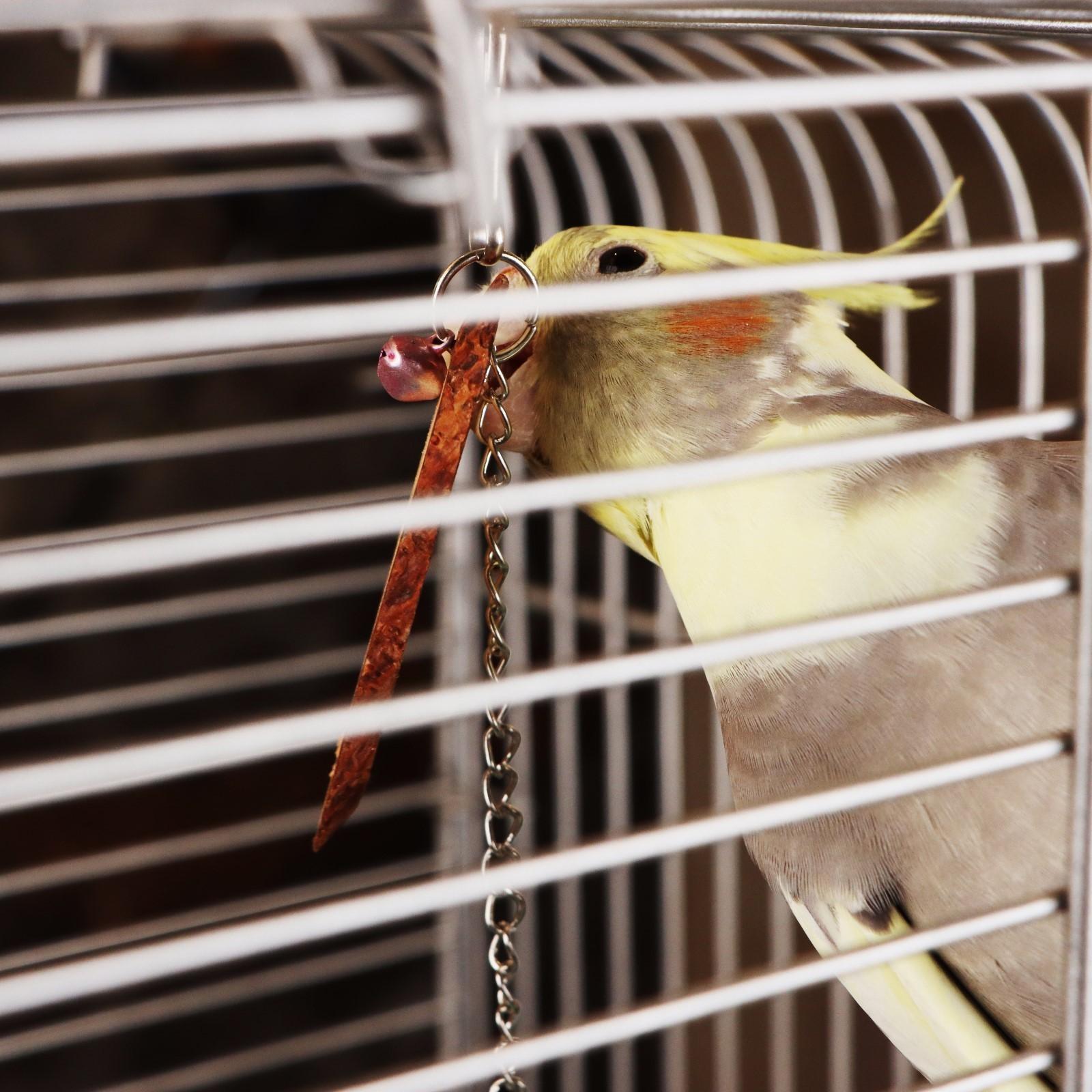 Игрушка для птиц 