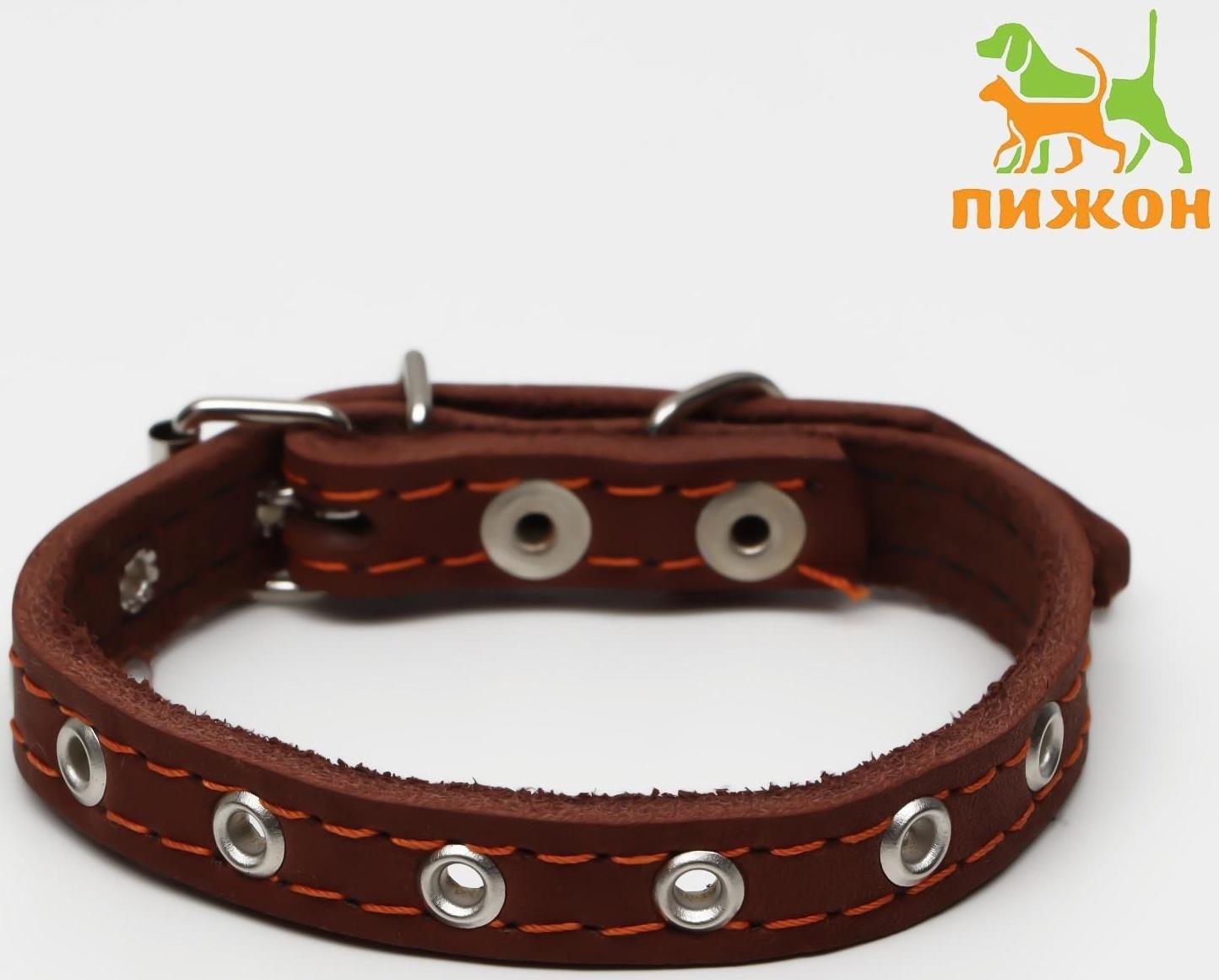 Ошейник кожаный однослойный, безразмерный, 37 х 1.5 см, ОШ 21-32 см, коричневый