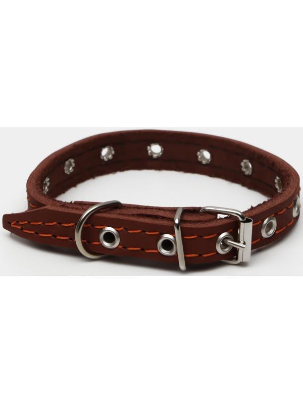 Ошейник кожаный однослойный, безразмерный, 37 х 1.5 см, ОШ 21-32 см, коричневый