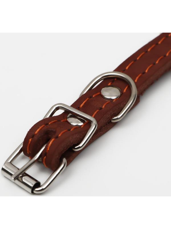 Ошейник кожаный однослойный, безразмерный, 37 х 1.5 см, ОШ 21-32 см, коричневый