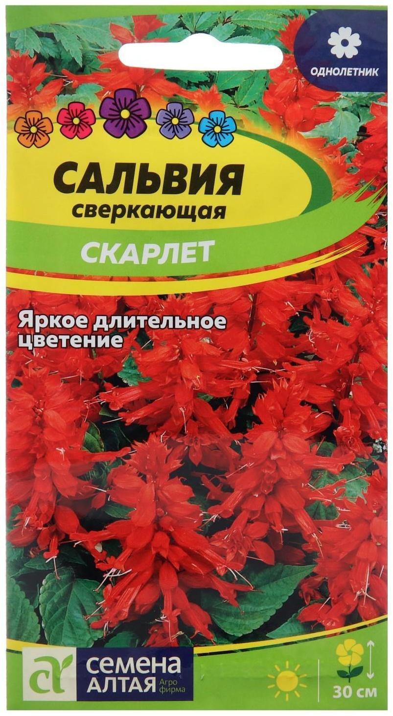 Семена цветов Сальвия 