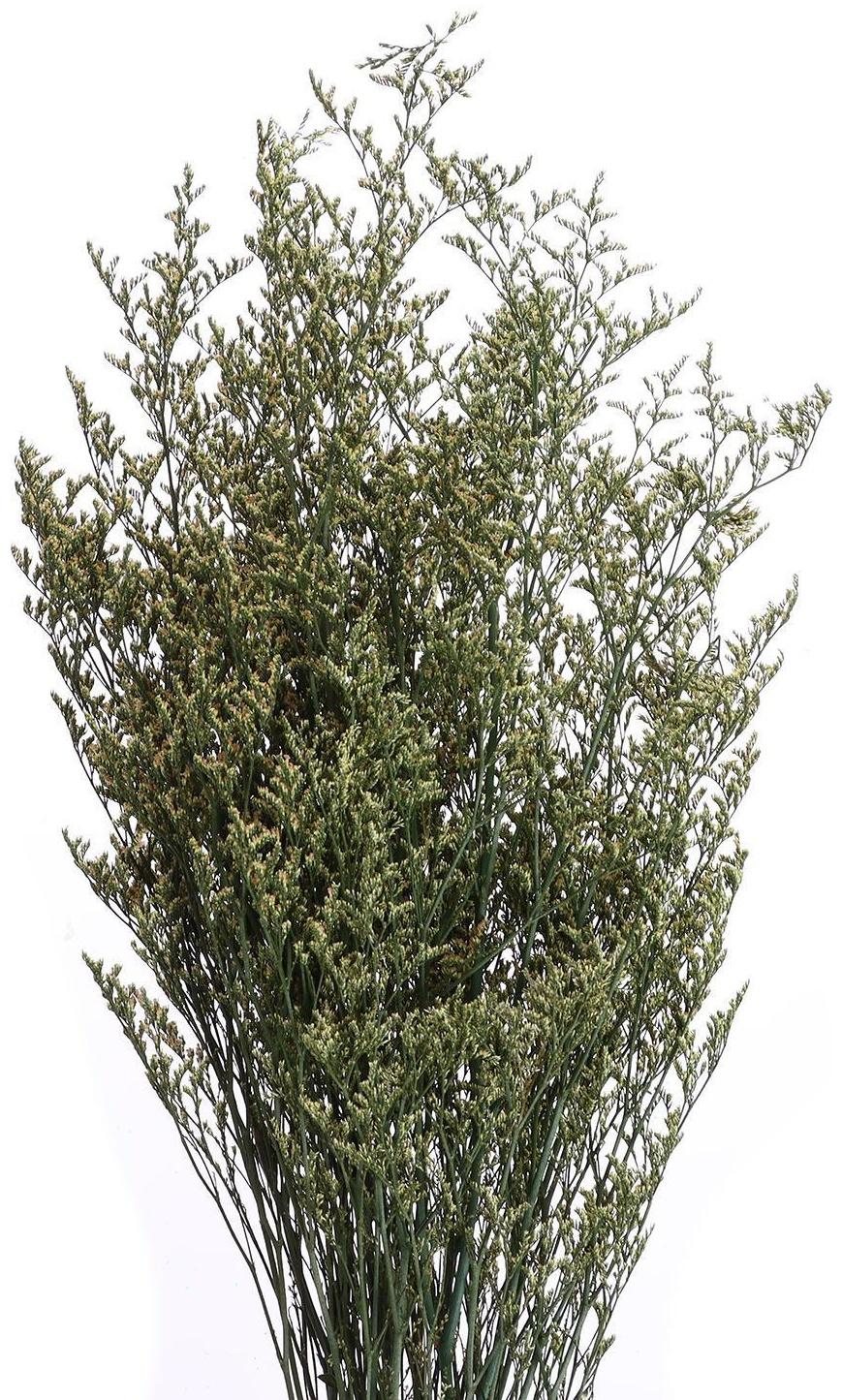 Сухоцвет «Кермек» 130 г, цвет зелёный