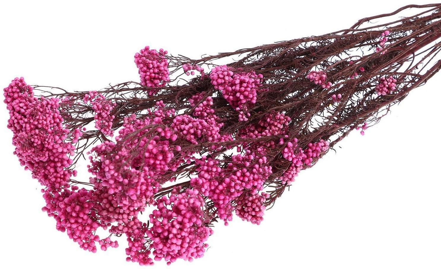 Сухоцвет «Озотамнус» 60 г, цвет ярко-розовый