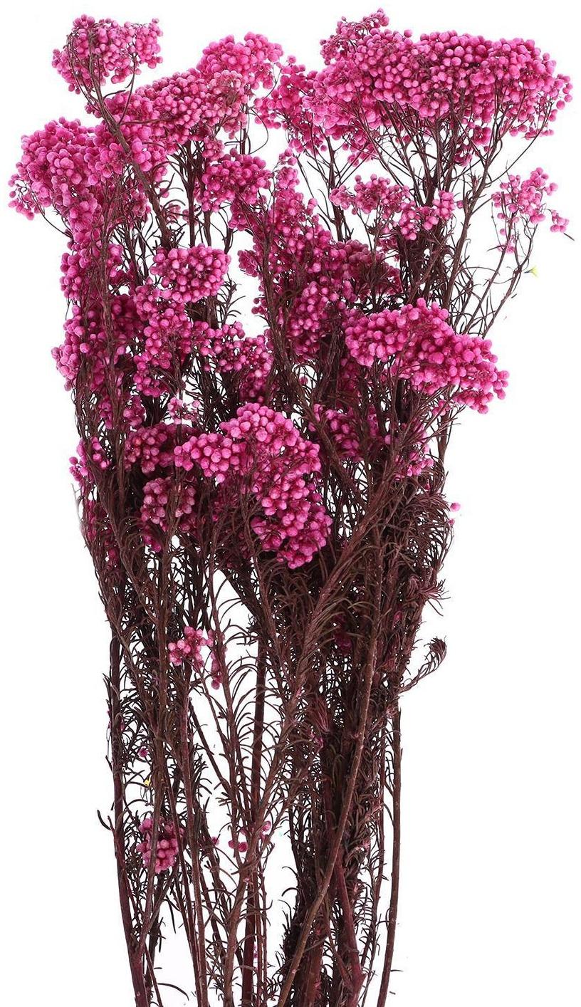 Сухоцвет «Озотамнус» 60 г, цвет ярко-розовый