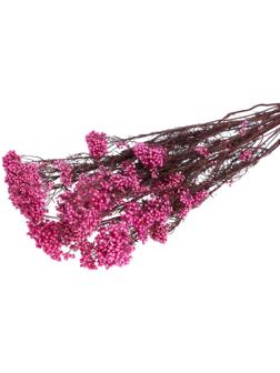 Сухоцвет «Озотамнус» 60 г, цвет ярко-розовый