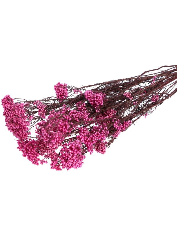 Сухоцвет «Озотамнус» 60 г, цвет ярко-розовый