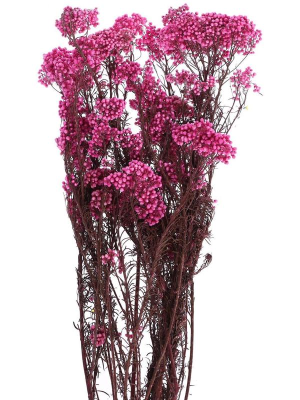 Сухоцвет «Озотамнус» 60 г, цвет ярко-розовый