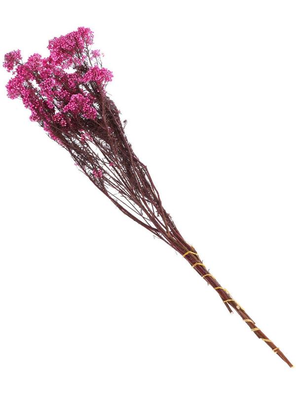 Сухоцвет «Озотамнус» 60 г, цвет ярко-розовый