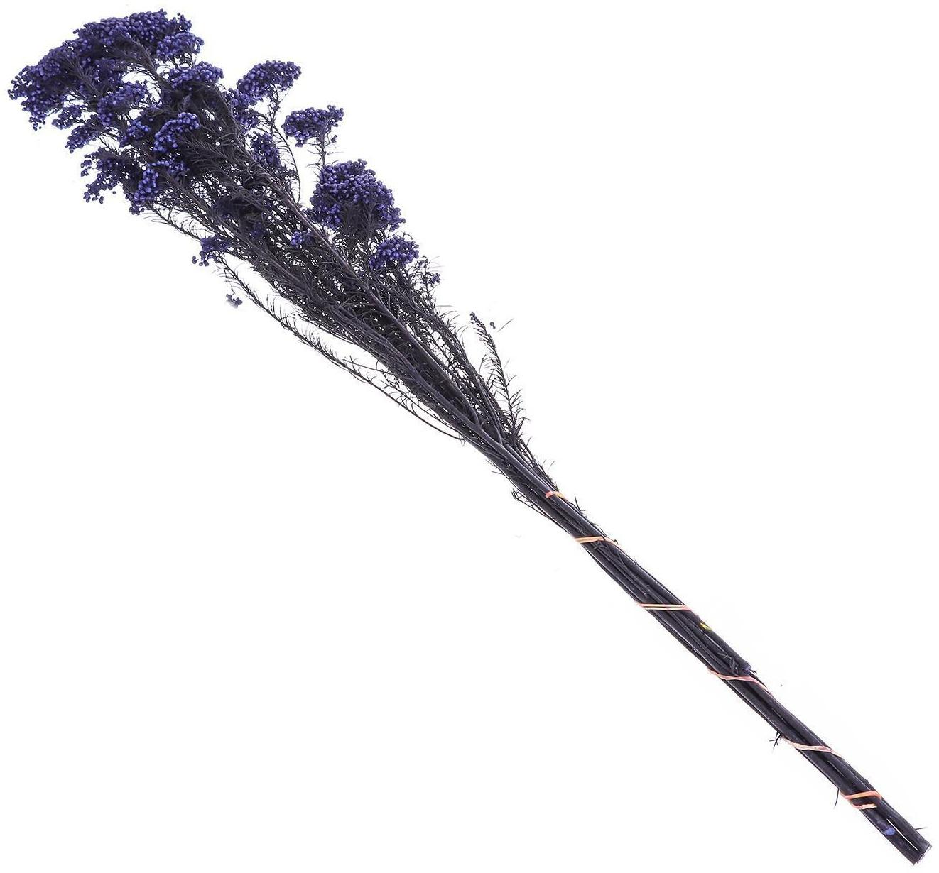 Сухоцвет «Озотамнус» 60 г, цвет фиолетовый