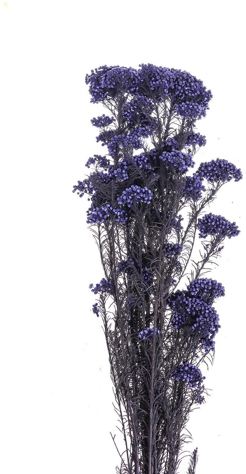 Сухоцвет «Озотамнус» 60 г, цвет фиолетовый