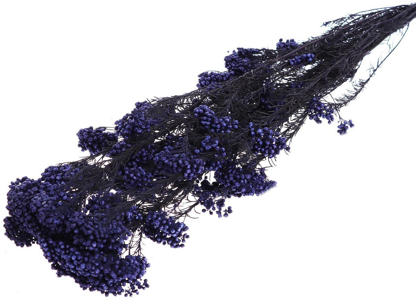 Сухоцвет «Озотамнус» 60 г, цвет фиолетовый