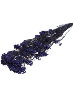 Сухоцвет «Озотамнус» 60 г, цвет фиолетовый