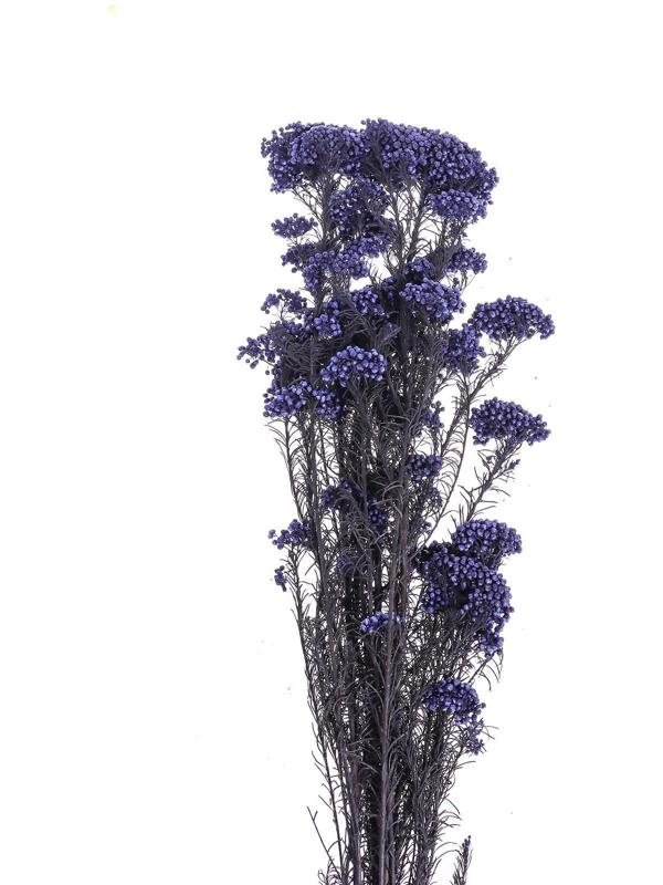 Сухоцвет «Озотамнус» 60 г, цвет фиолетовый