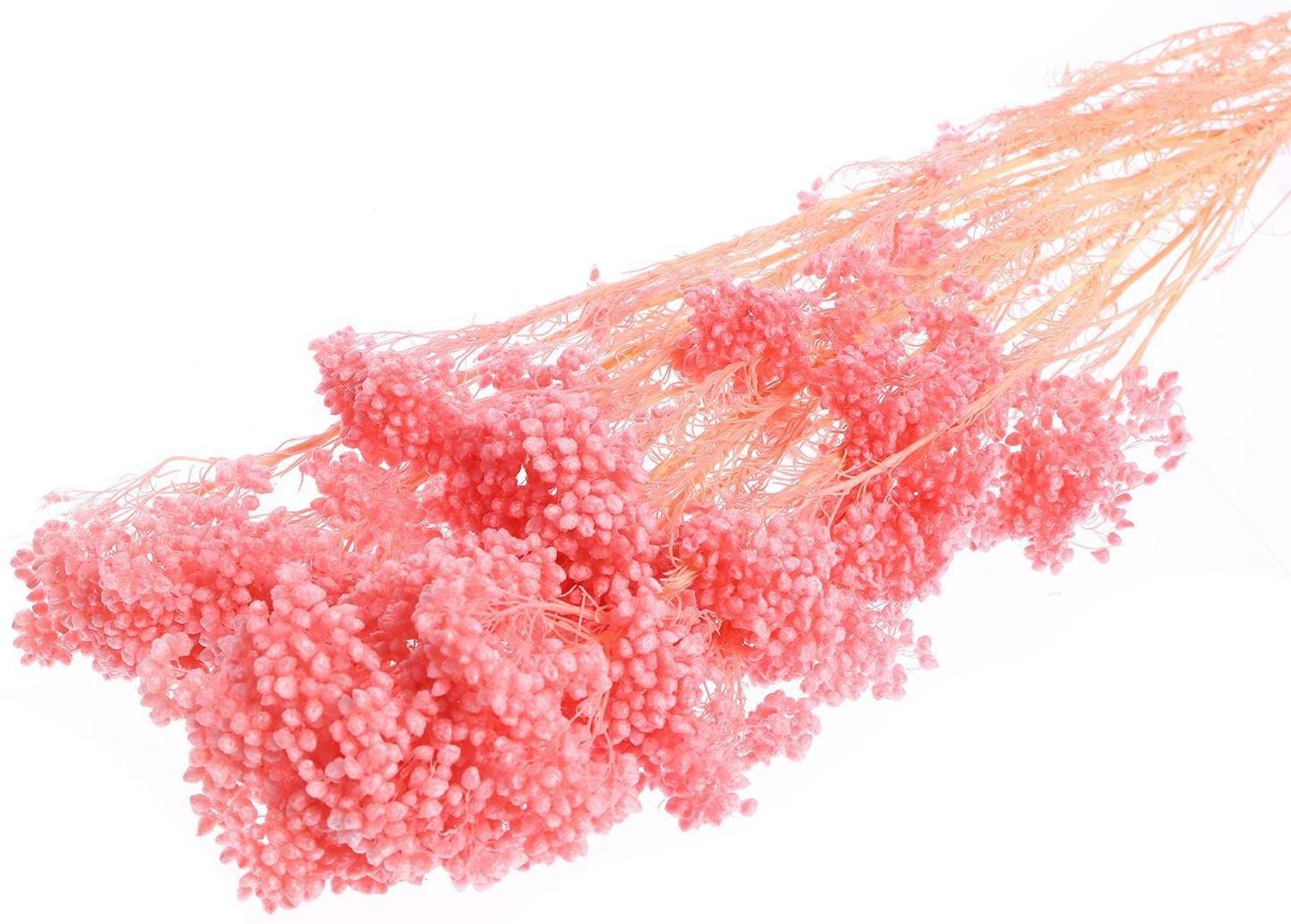 Сухоцвет «Озотамнус» 60 г, цвет розовый