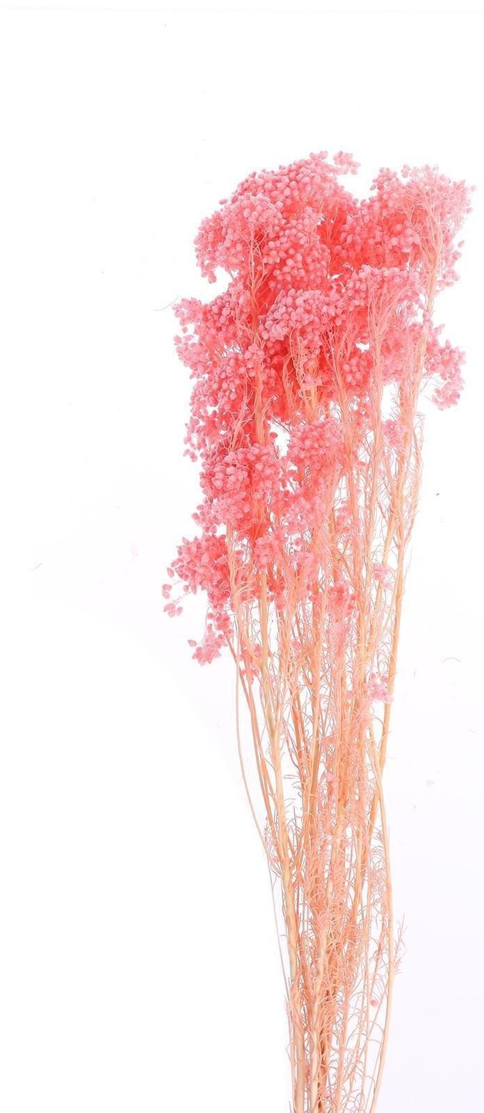 Сухоцвет «Озотамнус» 60 г, цвет розовый