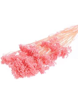 Сухоцвет «Озотамнус» 60 г, цвет розовый