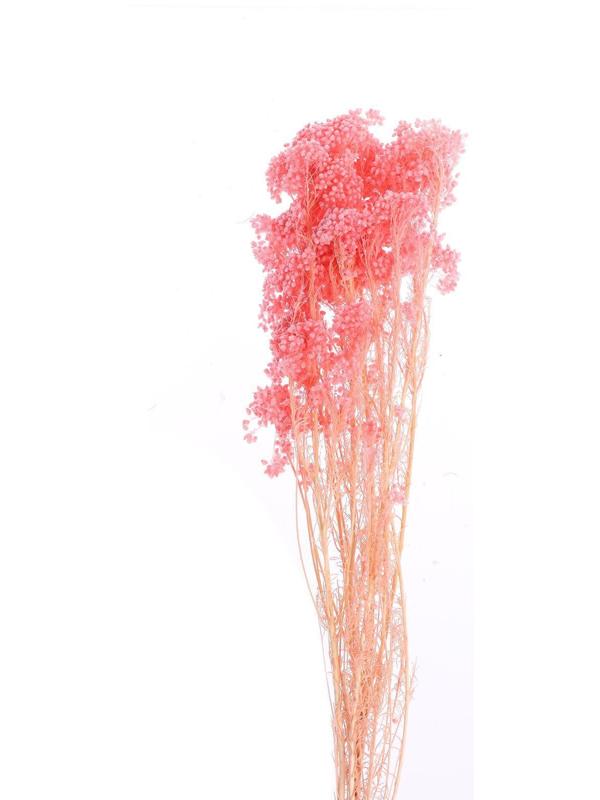 Сухоцвет «Озотамнус» 60 г, цвет розовый