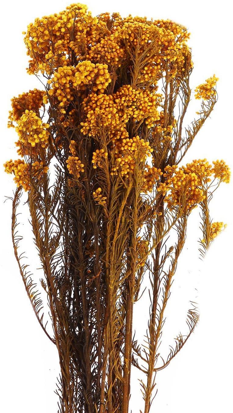 Сухоцвет «Озотамнус» 60 г, цвет оранжевый