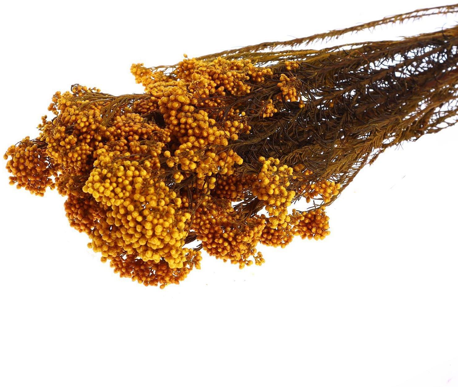 Сухоцвет «Озотамнус» 60 г, цвет оранжевый