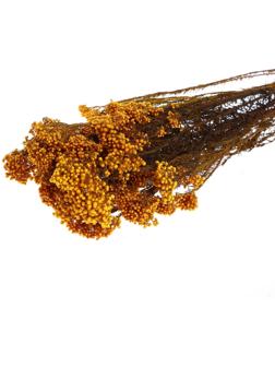 Сухоцвет «Озотамнус» 60 г, цвет оранжевый