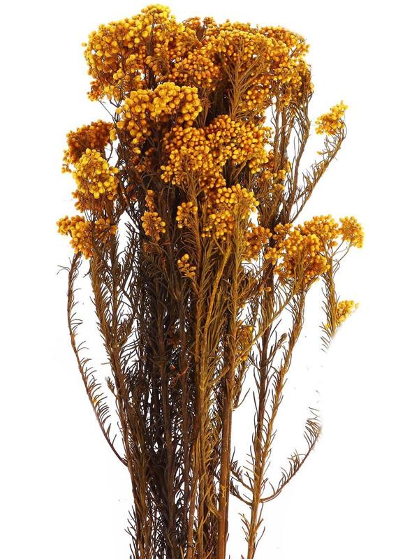 Сухоцвет «Озотамнус» 60 г, цвет оранжевый