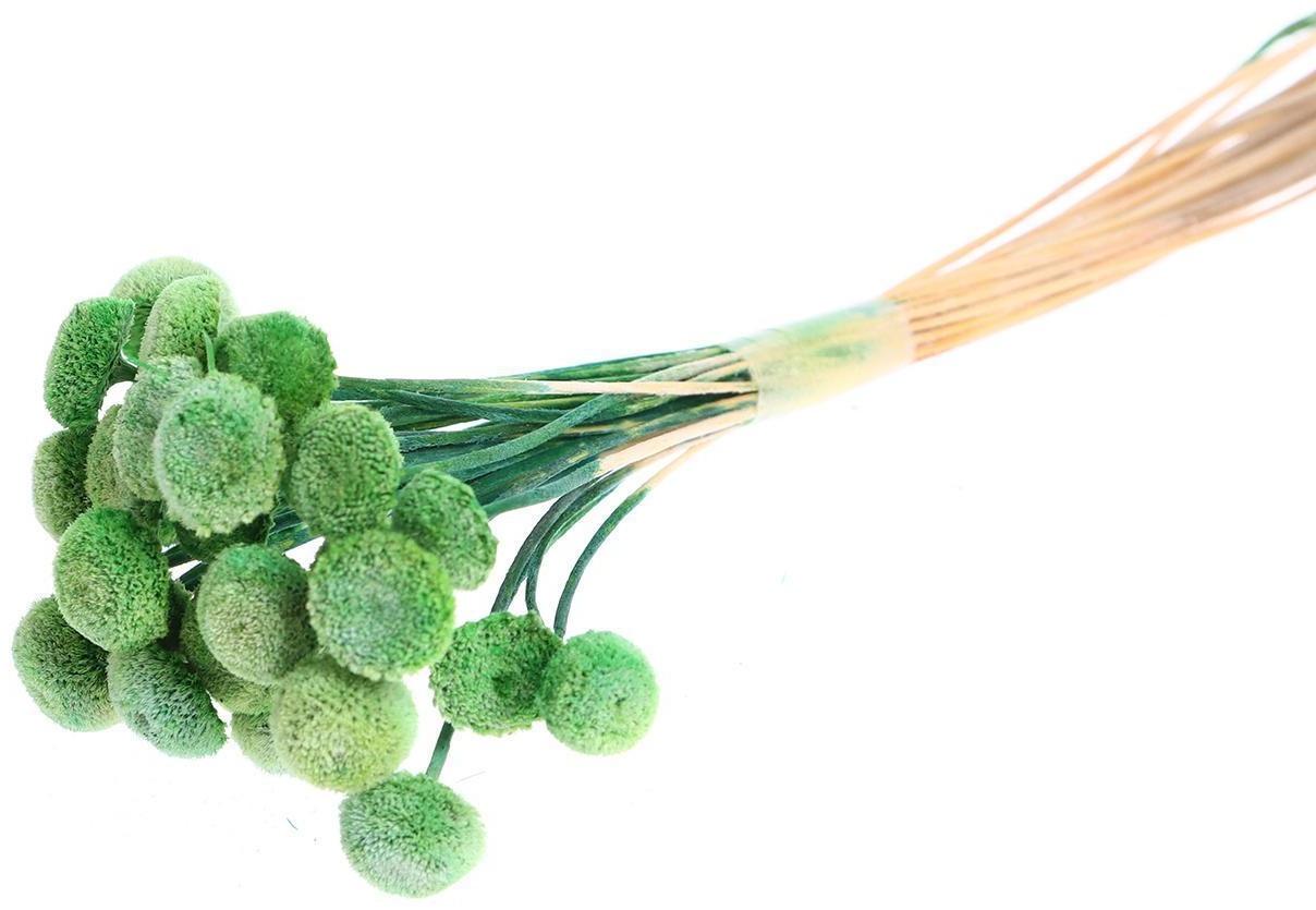 Сухоцвет «Батао» набор 20 шт., цвет зелёный