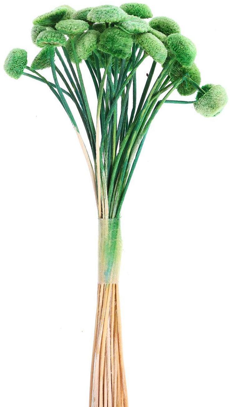 Сухоцвет «Батао» набор 20 шт., цвет зелёный