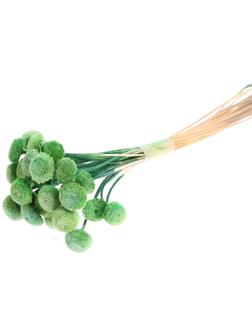 Сухоцвет «Батао» набор 20 шт., цвет зелёный